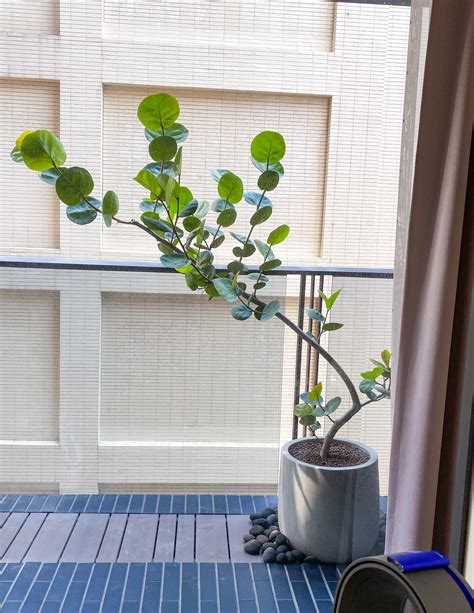 海葡萄植物|【海葡萄樹怎麼養？給新手的基礎照護指南】